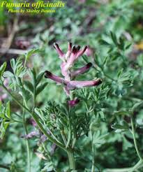 Image result for Fumaria officinalis