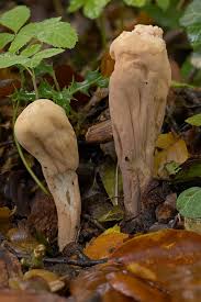 Attēlu rezultāti vaicājumam “Clavariadelphus pistillaris”