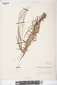 Attēlu rezultāti vaicājumam “Digitaria ischaemum”