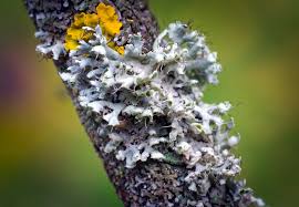 Attēlu rezultāti vaicājumam “Physcia adscendens”