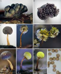 Attēlu rezultāti vaicājumam “Physarum oblatum macro”