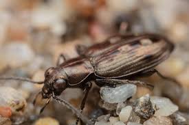 Attēlu rezultāti vaicājumam “Bembidion sp.”