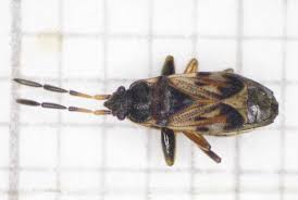 Attēlu rezultāti vaicājumam “Scolopostethus thomsoni”