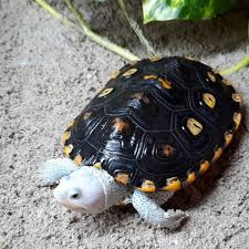Image result for Malaclemys terrapin