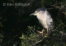 Image result for Nycticorax nycticorax