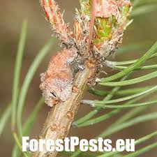 Attēlu rezultāti vaicājumam “Retinia resinella”