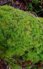 Attēlu rezultāti vaicājumam “Thuidium assimile”