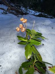 Attēlu rezultāti vaicājumam “Chimaphila umbellata bud”