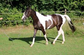 Image result for Bletchingly Badminton Club