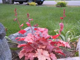 Image result for Heuchera `Swirling Fantasy`