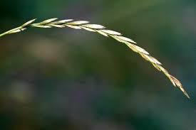 Attēlu rezultāti vaicājumam “Elytrigia repens subsp. arenosa”