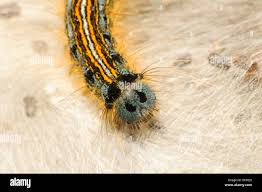 Attēlu rezultāti vaicājumam “Malacosoma neustria larva”