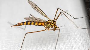 Attēlu rezultāti vaicājumam “Tipulidae”