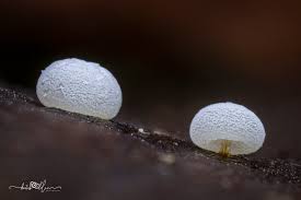 Attēlu rezultāti vaicājumam “Didymium sp.”