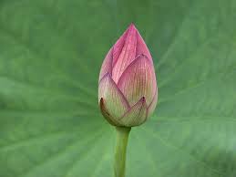 Attēlu rezultāti vaicājumam “Lotus sp. bud”