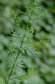 Image result for Artemisia annua
