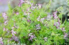 Attēlu rezultāti vaicājumam “Fumaria officinalis flower”