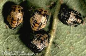 Attēlu rezultāti vaicājumam “Adalia bipunctata larva”