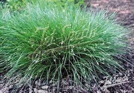 Attēlu rezultāti vaicājumam “Carex remota fruit”