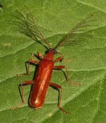 Attēlu rezultāti vaicājumam “Pyrochroidae”