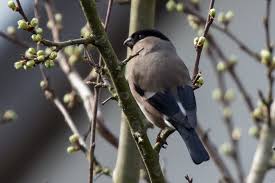 Attēlu rezultāti vaicājumam “Pyrrhula pyrrhula female”