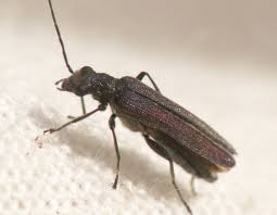 Attēlu rezultāti vaicājumam “Oedemera sp.”