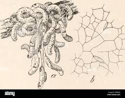 Attēlu rezultāti vaicājumam “Physarum viride spores”