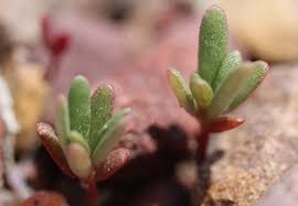 Attēlu rezultāti vaicājumam “Portulacaceae”