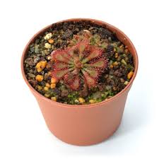 Attēlu rezultāti vaicājumam “Drosera x obovata leaf”