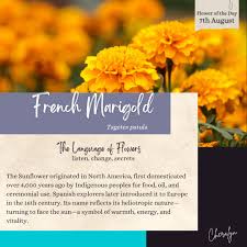 Image result for Tagetes patula