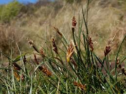 Attēlu rezultāti vaicājumam “Blysmus compressus leaf”