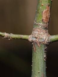 Attēlu rezultāti vaicājumam “Stemonitis pallida var. rubescens stalked”