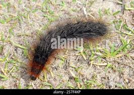 Attēlu rezultāti vaicājumam “Arctia caja larva”