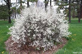 Attēlu rezultāti vaicājumam “Prunus spinosa”