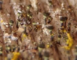 Attēlu rezultāti vaicājumam “Chaenotheca laevigata”