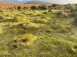Attēlu rezultāti vaicājumam “Polytrichum piliferum”