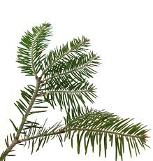 Attēlu rezultāti vaicājumam “Picea abies leaf”