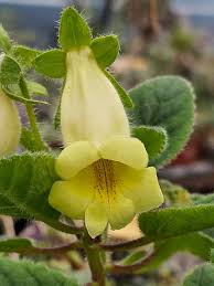 Image result for Sinningia