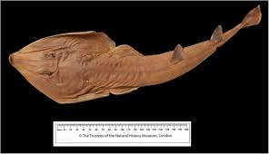 Image result for Acroteriobatus blochii