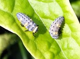 Attēlu rezultāti vaicājumam “Coccinella septempunctata larva”