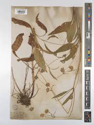 Attēlu rezultāti vaicājumam “Succisa pratensis leaf”