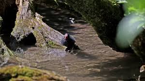 Attēlu rezultāti vaicājumam “Gallinula chloropus juvenile”