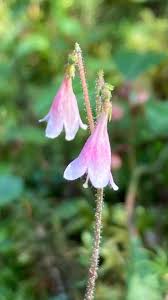 Attēlu rezultāti vaicājumam “Linnaea borealis flower”