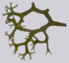 Attēlu rezultāti vaicājumam “Lignydium muscorum macro”