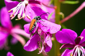 Attēlu rezultāti vaicājumam “Anastrangalia sanguinolenta female”