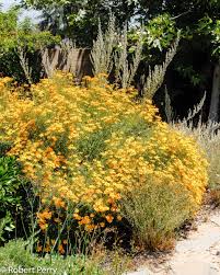Attēlu rezultāti vaicājumam “Tagetes”