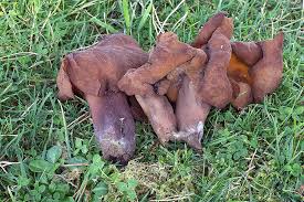 Attēlu rezultāti vaicājumam “Gyromitra infula”