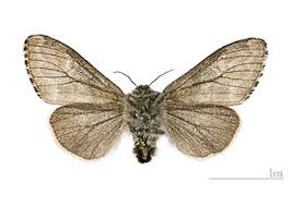 Attēlu rezultāti vaicājumam “Gynaephora selenitica larva”