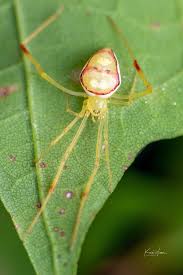 Attēlu rezultāti vaicājumam “Theridiidae”