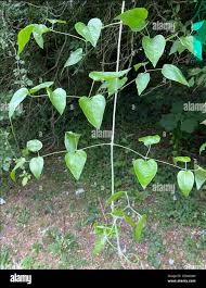 Attēlu rezultāti vaicājumam “Clematis leaf”